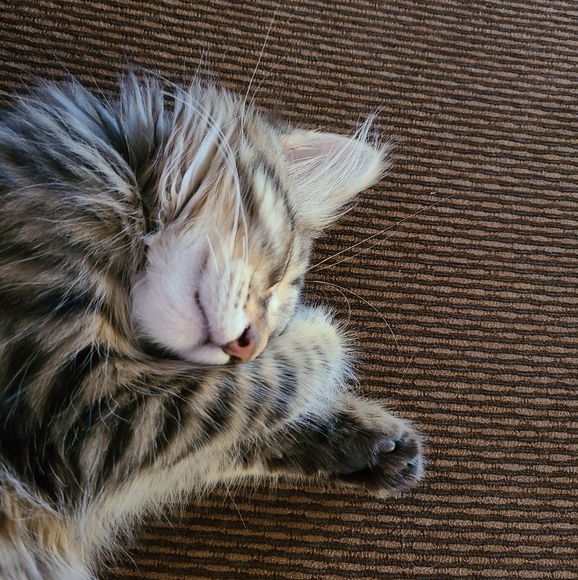 Meet your Posher, Jodi and Falcon Kitty! - Picture 6 of 8